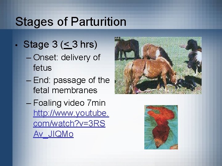 Stages of Parturition • Stage 3 (< 3 hrs) – Onset: delivery of fetus