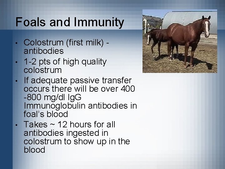 Foals and Immunity • • Colostrum (first milk) antibodies 1 -2 pts of high