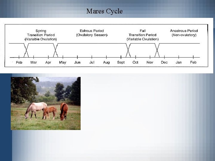 Mares Cycle 