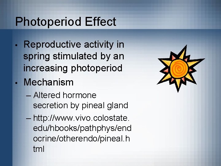 Photoperiod Effect • • Reproductive activity in spring stimulated by an increasing photoperiod Mechanism