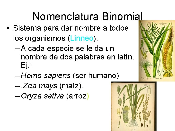 Nomenclatura Binomial • Sistema para dar nombre a todos los organismos (Linneo). – A