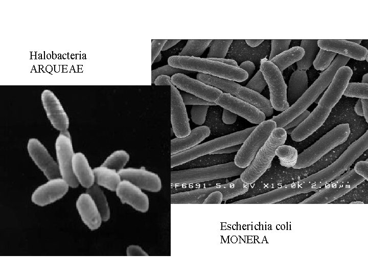 Halobacteria ARQUEAE Escherichia coli MONERA 