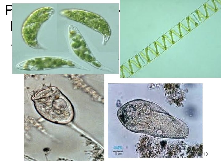 PROTOCTISTAS – Protozoos y algas • Pulse para añadir un esquema 19 