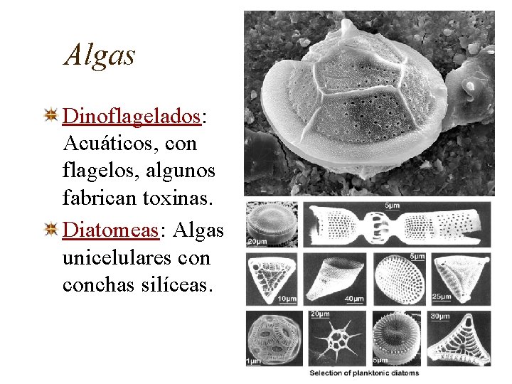 Algas Dinoflagelados: Acuáticos, con flagelos, algunos fabrican toxinas. Diatomeas: Algas unicelulares conchas silíceas. 