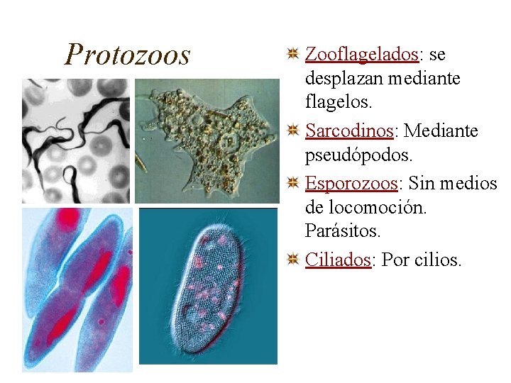 Protozoos Zooflagelados: se desplazan mediante flagelos. Sarcodinos: Mediante pseudópodos. Esporozoos: Sin medios de locomoción.