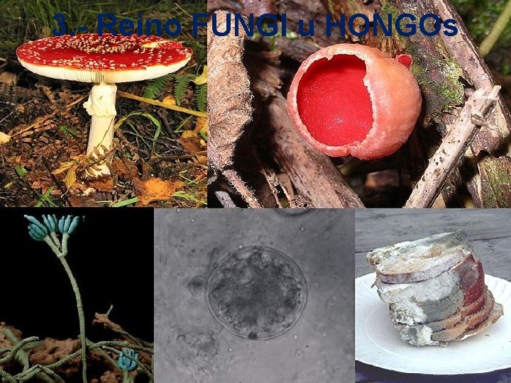 3. - Reino FUNGI u HONGOs 3. - Reino FUNGI u HONGOs
