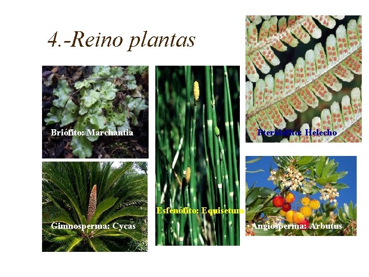 4. -Reino plantas Briófito: Marchantia Pteridófito: Helecho Esfenófito: Equisetum Gimnosperma: Cycas Angiosperma: Arbutus 