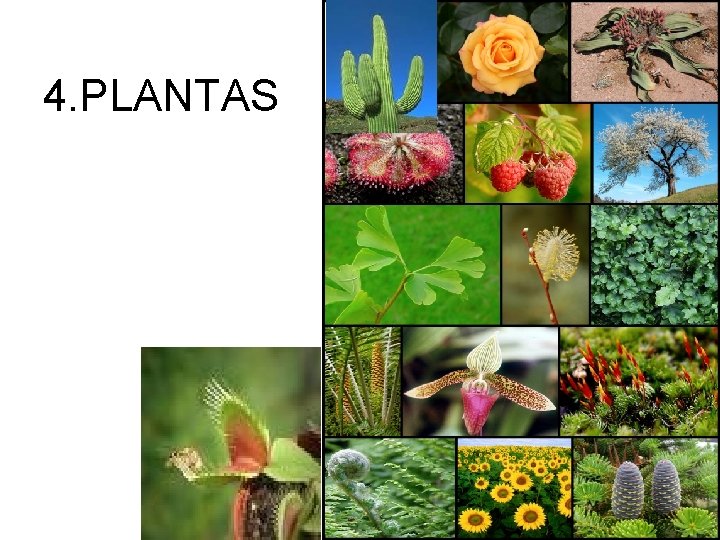 4. PLANTAS 4. PLANTAS