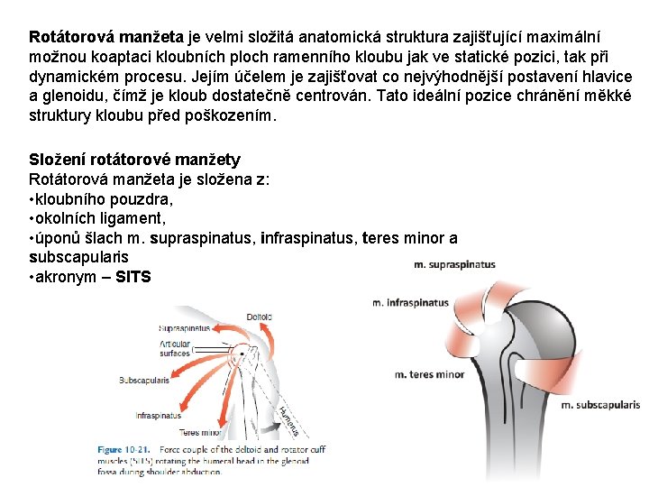 Rotátorová manžeta je velmi složitá anatomická struktura zajišťující maximální možnou koaptaci kloubních ploch ramenního