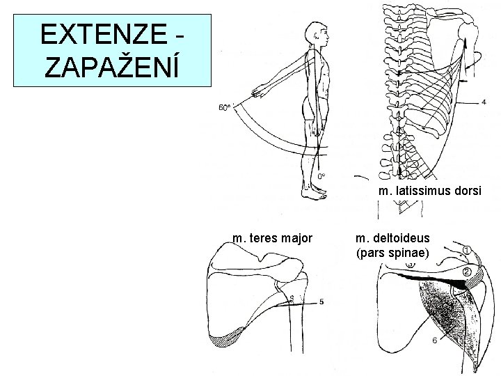 EXTENZE ZAPAŽENÍ m. latissimus dorsi m. teres major m. deltoideus (pars spinae) 