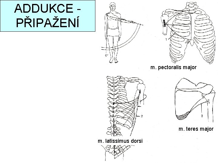 ADDUKCE PŘIPAŽENÍ m. pectoralis major m. teres major m. latissimus dorsi 