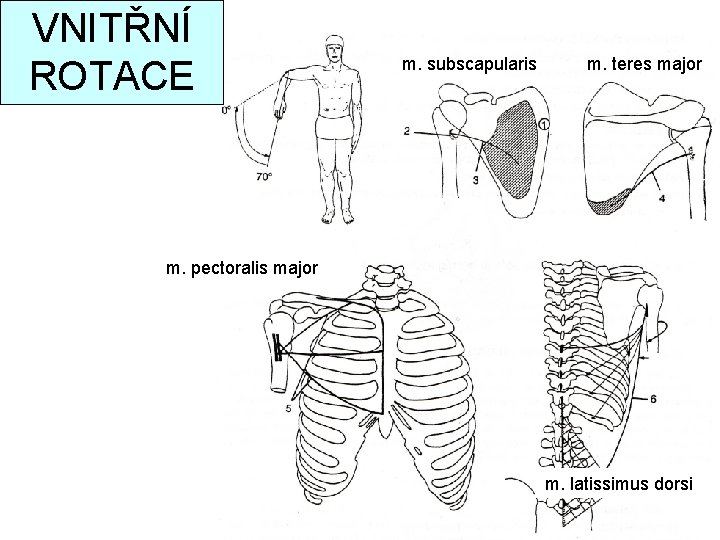 VNITŘNÍ ROTACE m. subscapularis m. teres major m. pectoralis major m. latissimus dorsi 