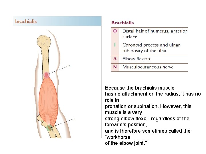 Because the brachialis muscle has no attachment on the radius, it has no role