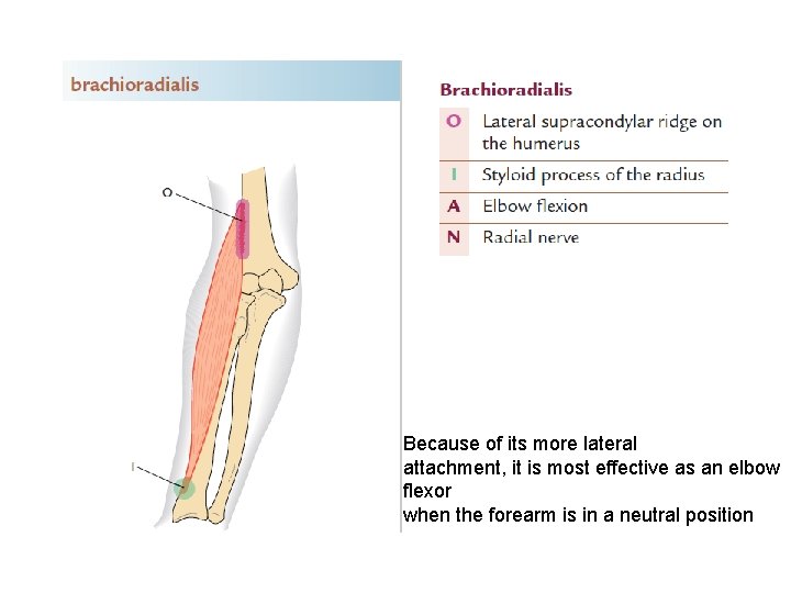 Because of its more lateral attachment, it is most effective as an elbow flexor