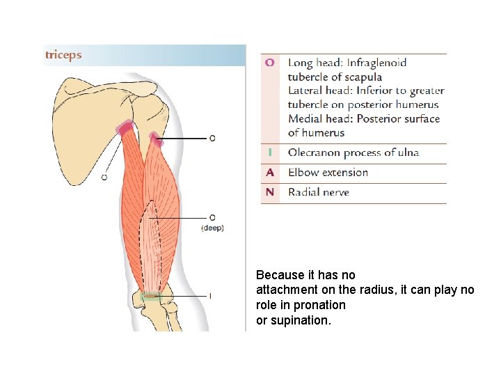 Because it has no attachment on the radius, it can play no role in