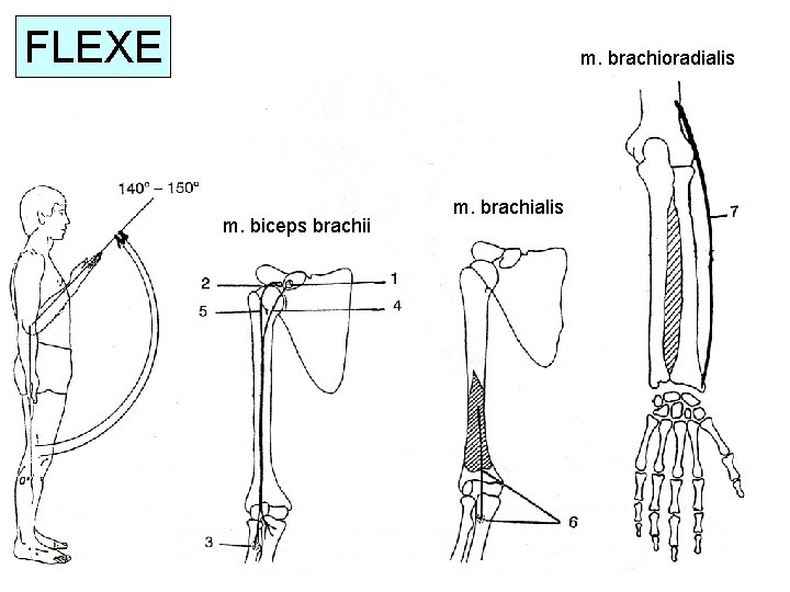 FLEXE m. brachioradialis m. biceps brachii m. brachialis 