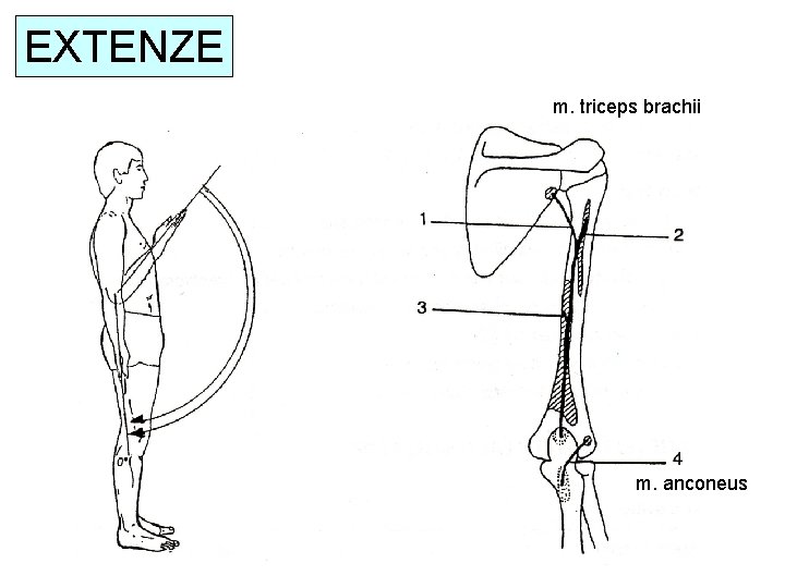 EXTENZE m. triceps brachii m. anconeus 