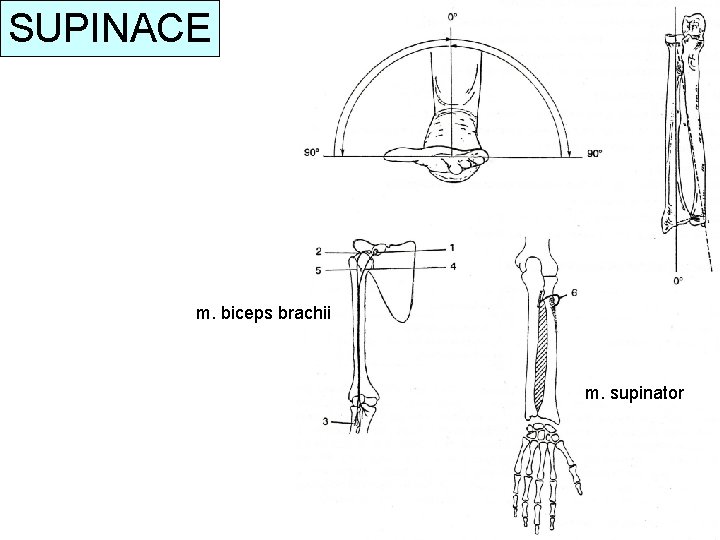 SUPINACE m. biceps brachii m. supinator 