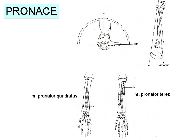 PRONACE m. pronator quadratus m. pronator teres 