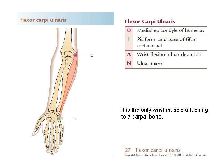 It is the only wrist muscle attaching to a carpal bone. 