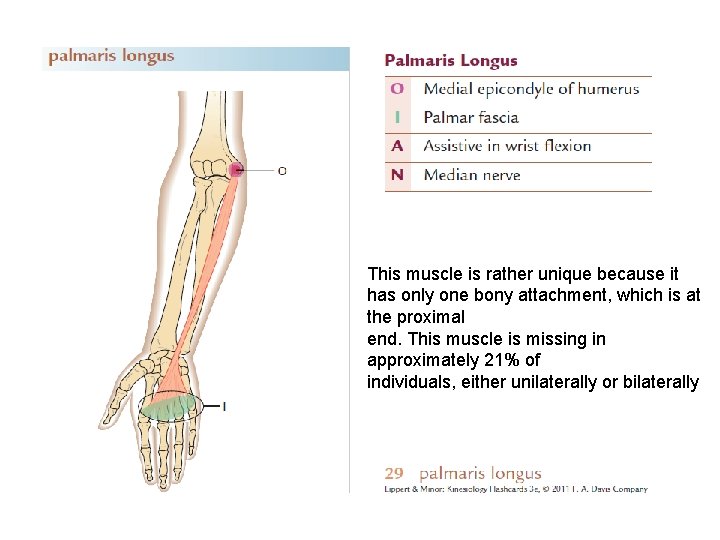 This muscle is rather unique because it has only one bony attachment, which is