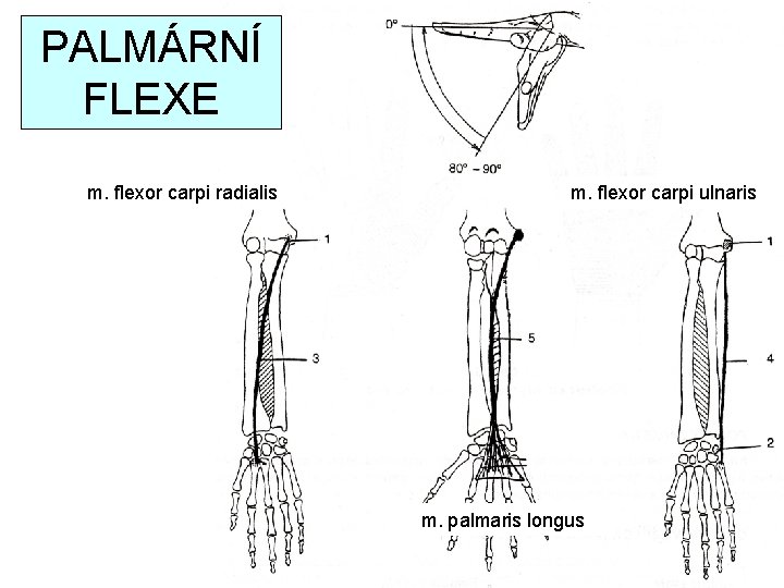 PALMÁRNÍ FLEXE m. flexor carpi radialis m. flexor carpi ulnaris m. palmaris longus 