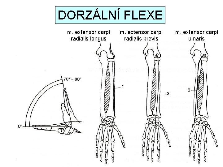 DORZÁLNÍ FLEXE m. extensor carpi radialis longus m. extensor carpi radialis brevis m. extensor