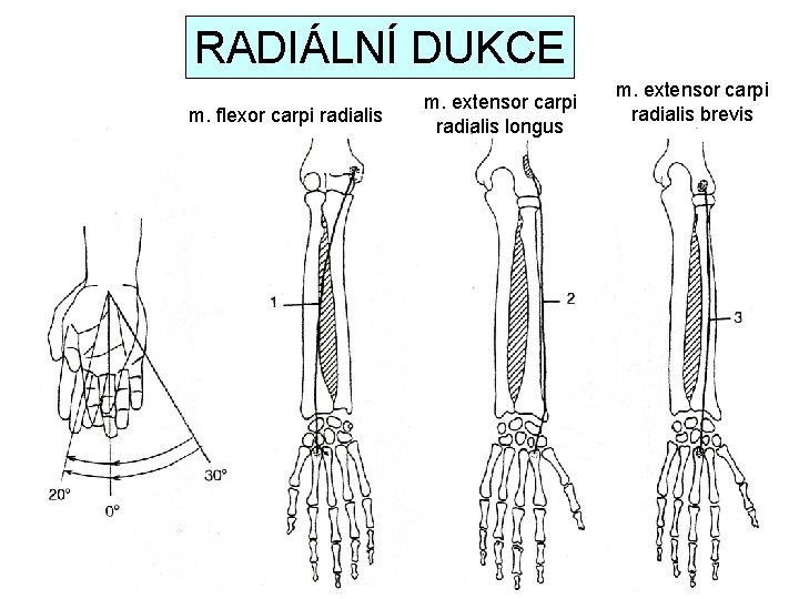 RADIÁLNÍ DUKCE m. flexor carpi radialis m. extensor carpi radialis longus m. extensor carpi