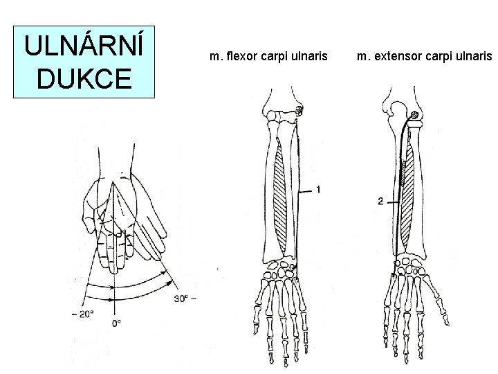 ULNÁRNÍ DUKCE m. flexor carpi ulnaris m. extensor carpi ulnaris 