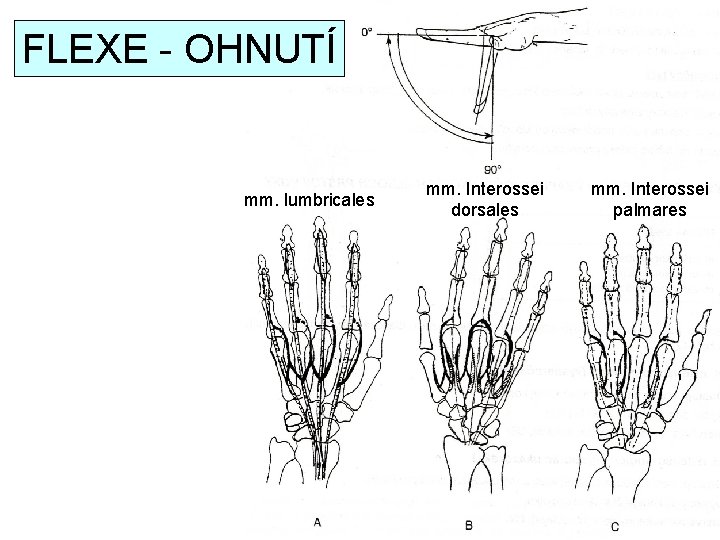 FLEXE - OHNUTÍ mm. lumbricales mm. Interossei dorsales mm. Interossei palmares 