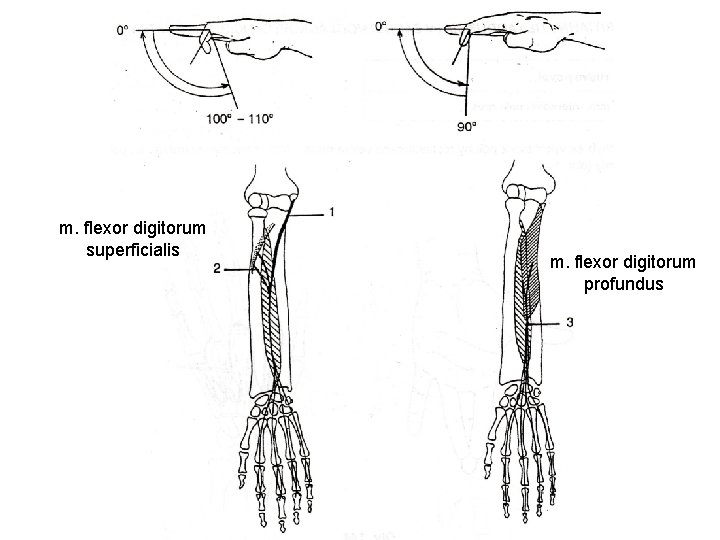 m. flexor digitorum superficialis m. flexor digitorum profundus 