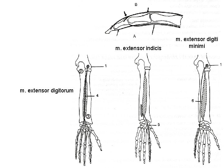 m. extensor indicis m. extensor digitorum m. extensor digiti minimi 