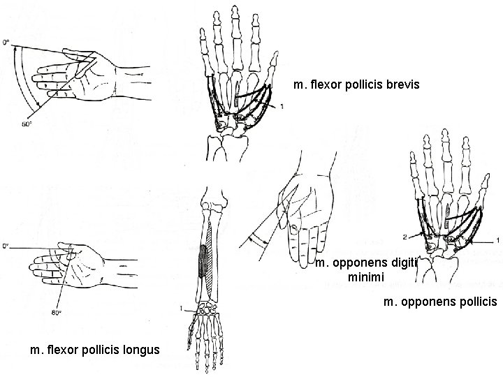 m. flexor pollicis brevis m. opponens digiti minimi m. opponens pollicis m. flexor pollicis