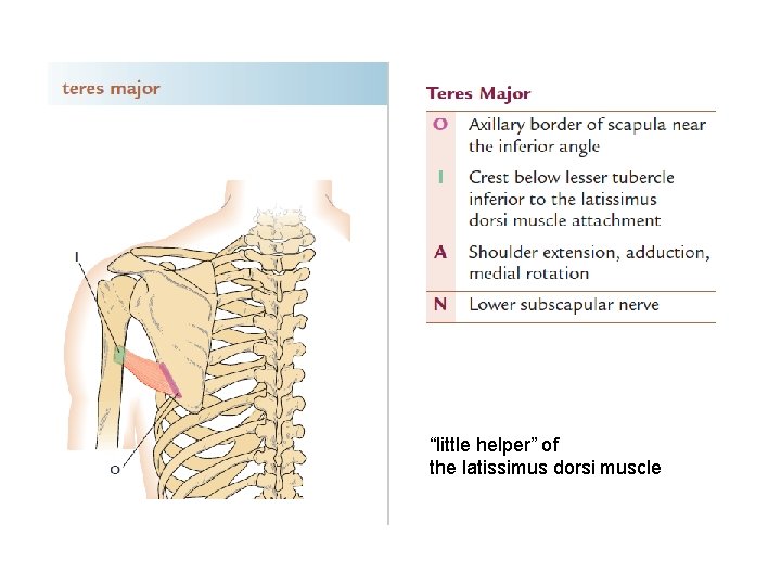 “little helper” of the latissimus dorsi muscle 