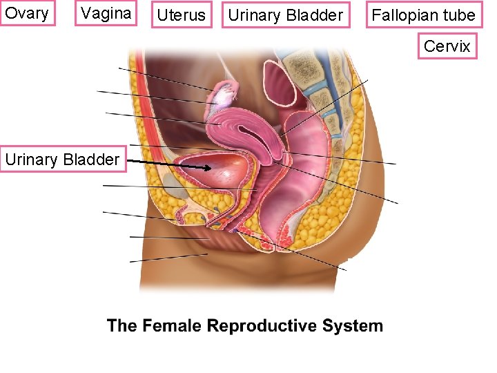 Ovary Vagina Uterus Urinary Bladder Fallopian tube Cervix Urinary Bladder ? 