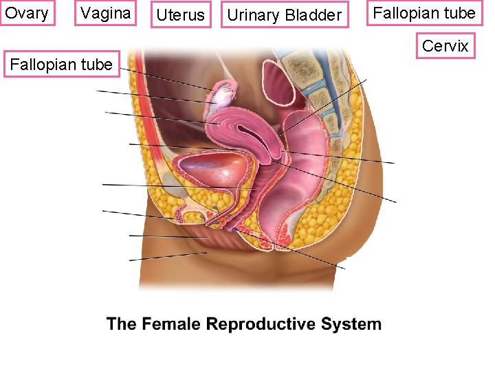 Ovary Vagina Fallopian tube ? Uterus Urinary Bladder Fallopian tube Cervix 