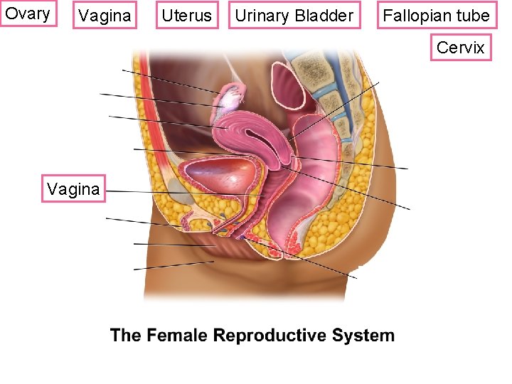 Ovary Vagina Uterus Urinary Bladder Fallopian tube Cervix Vagina ? 