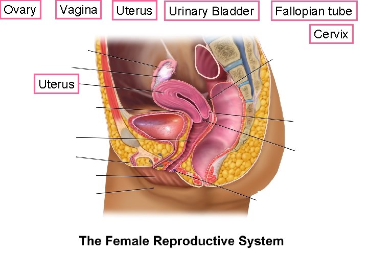 Ovary Vagina Uterus Urinary Bladder Fallopian tube Cervix Uterus ? 