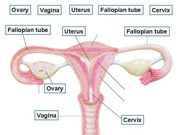Ovary Vagina Fallopian ? tube Uterus ? Uterus Fallopian tube Fallopian ? tube Ovary Ovary Vagina Fallopian ? tube Uterus ? Uterus Fallopian tube Fallopian ? tube Ovary