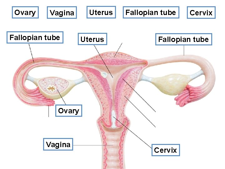 Ovary Vagina Fallopian ? tube Uterus ? Uterus Fallopian tube Fallopian ? tube Ovary