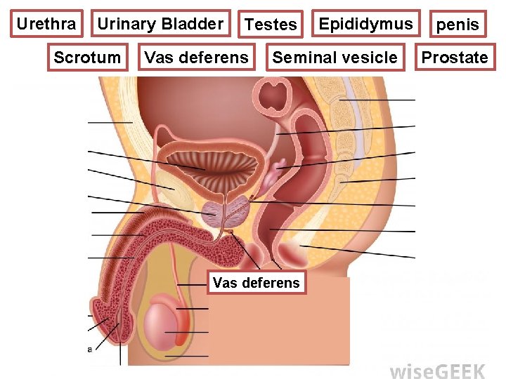 Epididymus Urinary Bladder Testes REPRODUCTIVE SYSTEM Urethra MALE Scrotum Vas deferens Seminal vesicle Vas