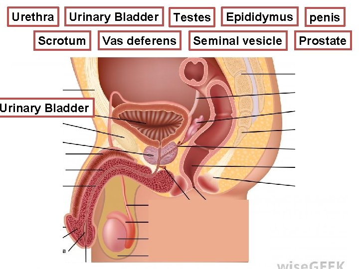 Epididymus Urinary Bladder Testes REPRODUCTIVE SYSTEM Urethra MALE Scrotum Urinary Bladder ? Vas deferens