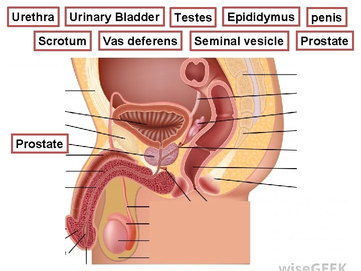 Epididymus Urinary Bladder Testes REPRODUCTIVE SYSTEM Urethra MALE Scrotum Prostate ? Vas deferens Seminal