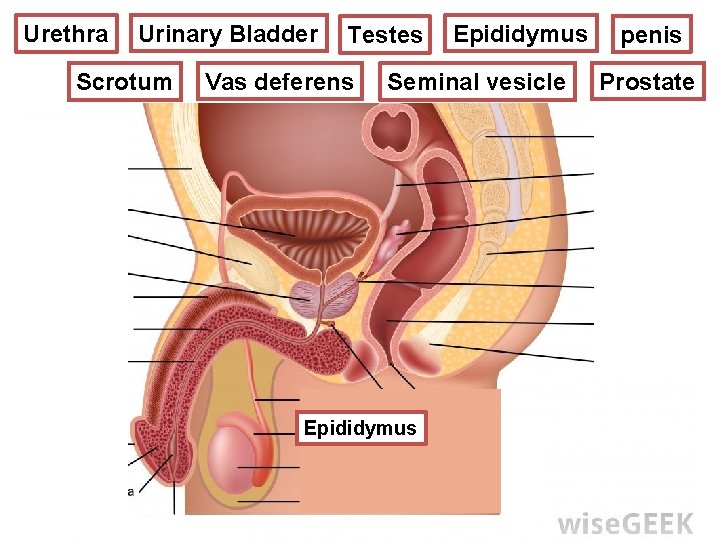 Epididymus Urinary Bladder Testes REPRODUCTIVE SYSTEM Urethra MALE Scrotum Vas deferens Seminal vesicle Epididymus