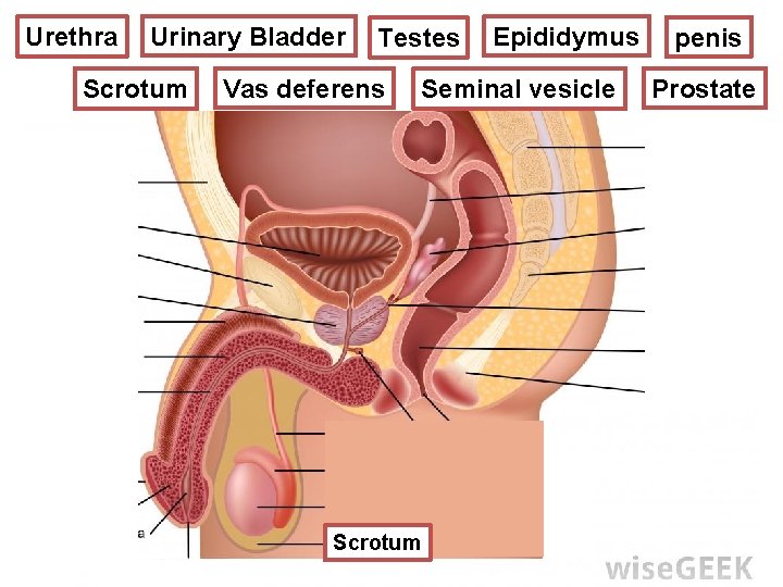 Epididymus Urinary Bladder Testes REPRODUCTIVE SYSTEM Urethra MALE Scrotum Vas deferens ? Seminal vesicle