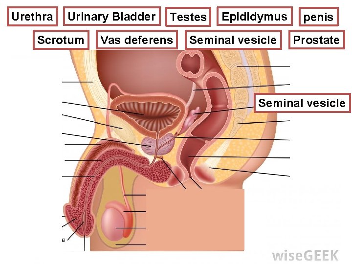 Epididymus Urinary Bladder Testes REPRODUCTIVE SYSTEM Urethra MALE Scrotum Vas deferens Seminal vesicle penis