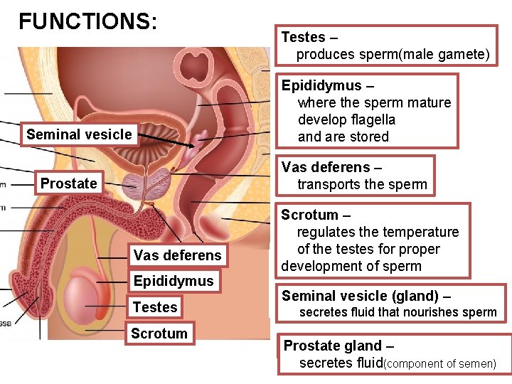 FUNCTIONS: Seminal vesicle Testes – – Testes produces sperm(male gamete) Epididymus – Epididymus where