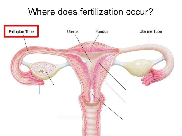 Where does fertilization occur? 