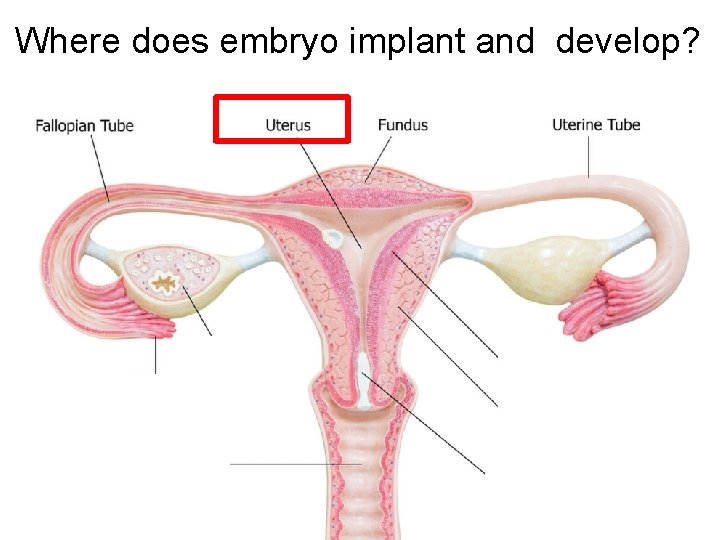 Where does embryo implant and develop? Where does embryo implant and develop?