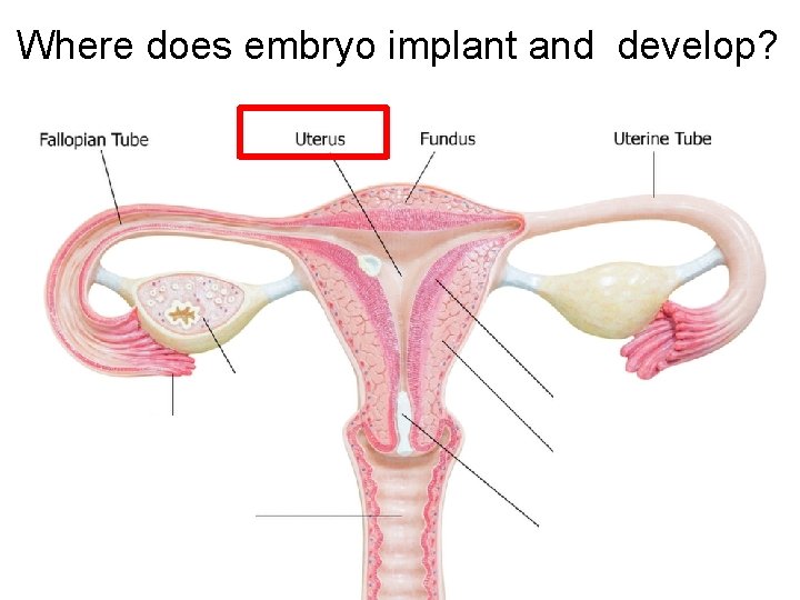 Where does embryo implant and develop? 